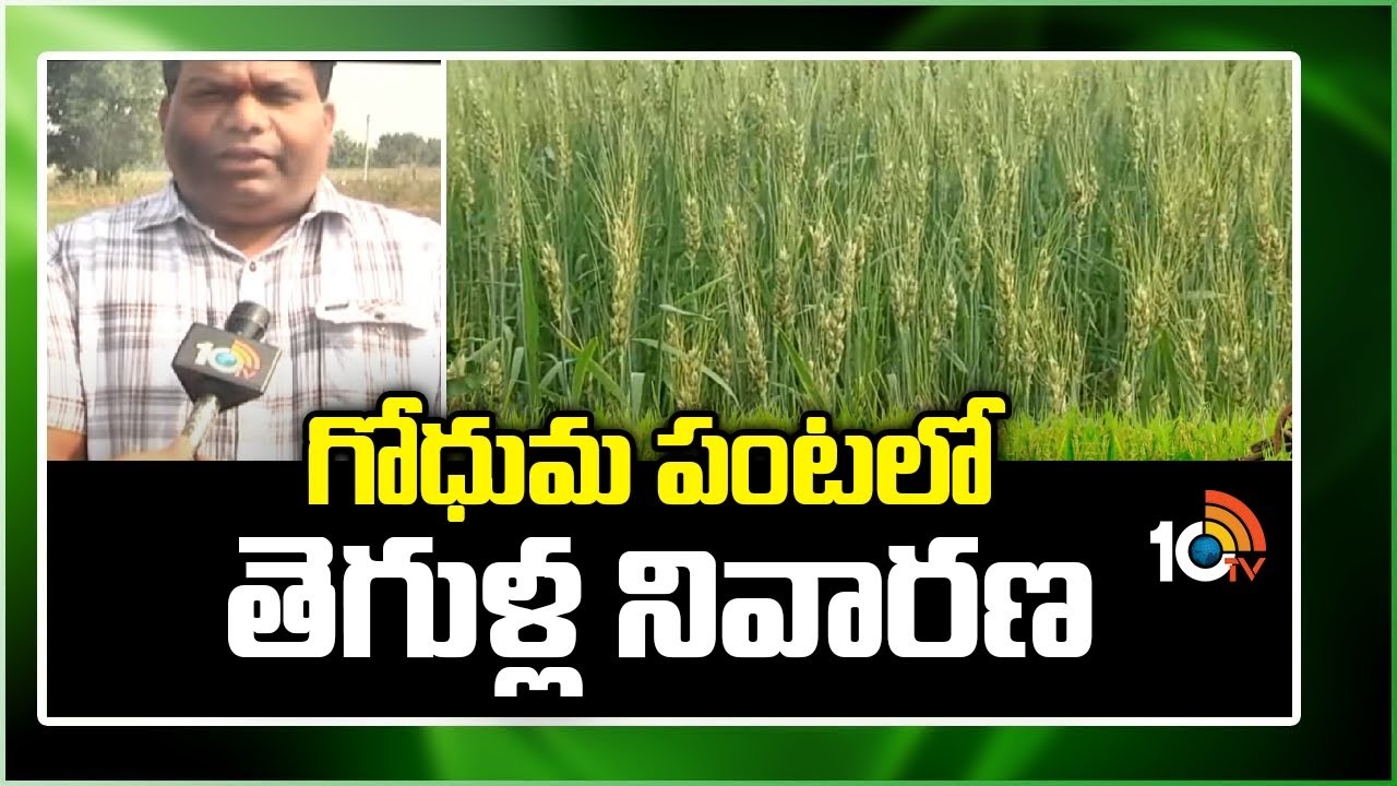 Wheat Cultivation : గోధుమ పంటలో చీడపీడల ఉధృతి, తెగుళ్ల నివారణ Wheat Cultivation : గోధుమ పంటలో చీడపీడల ఉధృతి, తెగుళ్ల నివారణ
