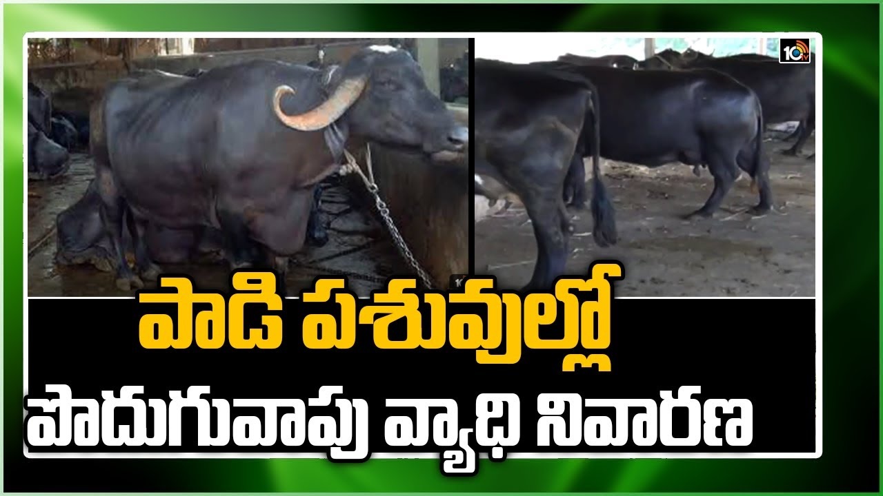 Mastitis in Cattle : పశువుల్లో పొదుగువాపు వ్యాధి నివారణ పద్ధతులు Mastitis in Cattle : పశువుల్లో పొదుగువాపు వ్యాధి నివారణ పద్ధతులు