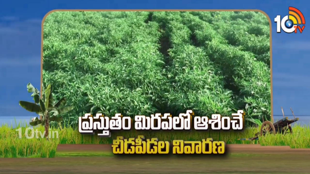 Prevention of Pests in chilli : ప్రస్తుతం మిరపలో ఆశించే చీడపీడల నివారణ Prevention of Pests in chilli : ప్రస్తుతం మిరపలో ఆశించే చీడపీడల నివారణ