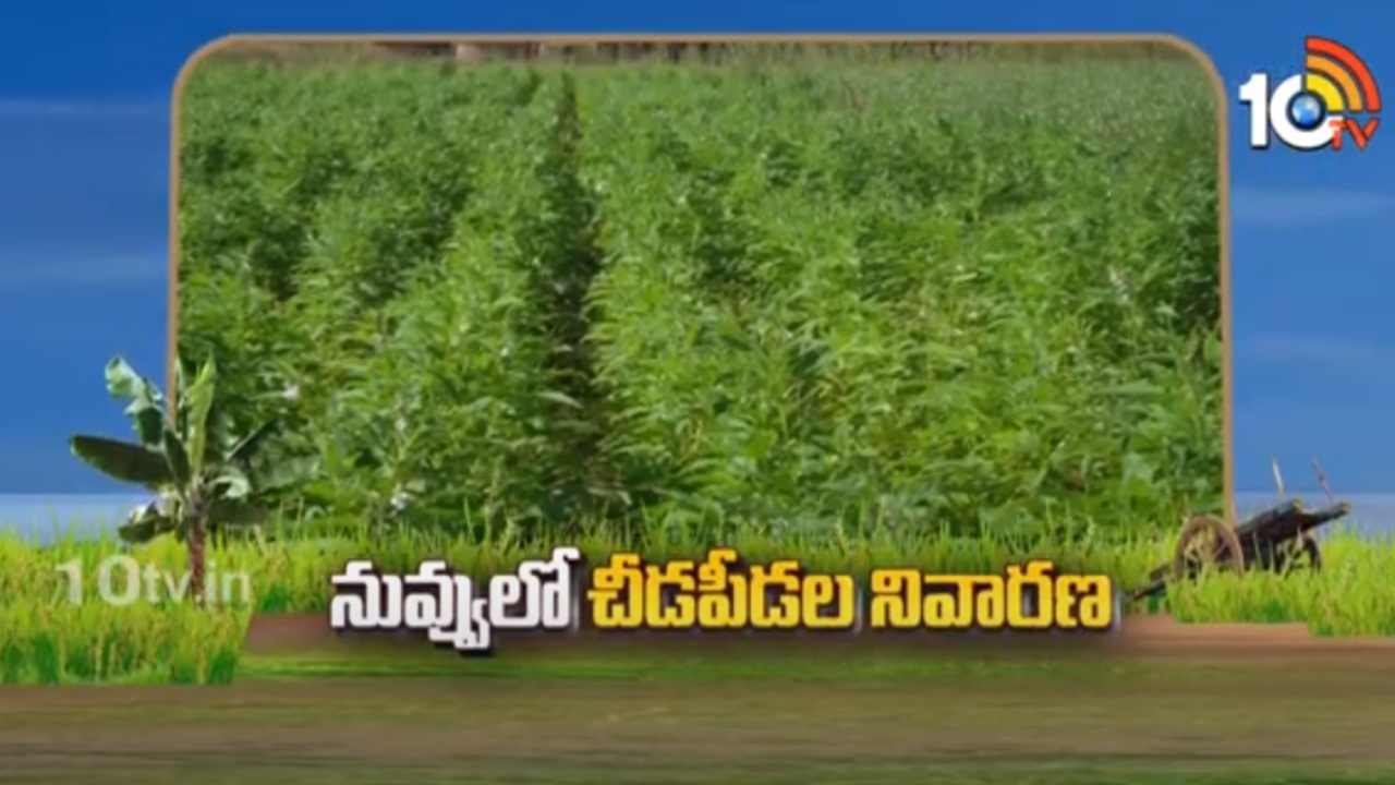 Sesame Cultivation : వేసవి నువ్వుకు చీడపీడలు ఆశించే అవకాశం.. నివారణకు శాస్త్రవేత్తల సూచనలు Sesame Cultivation : వేసవి నువ్వుకు చీడపీడలు ఆశించే అవకాశం.. నివారణకు శాస్త్రవేత్తల సూచనలు