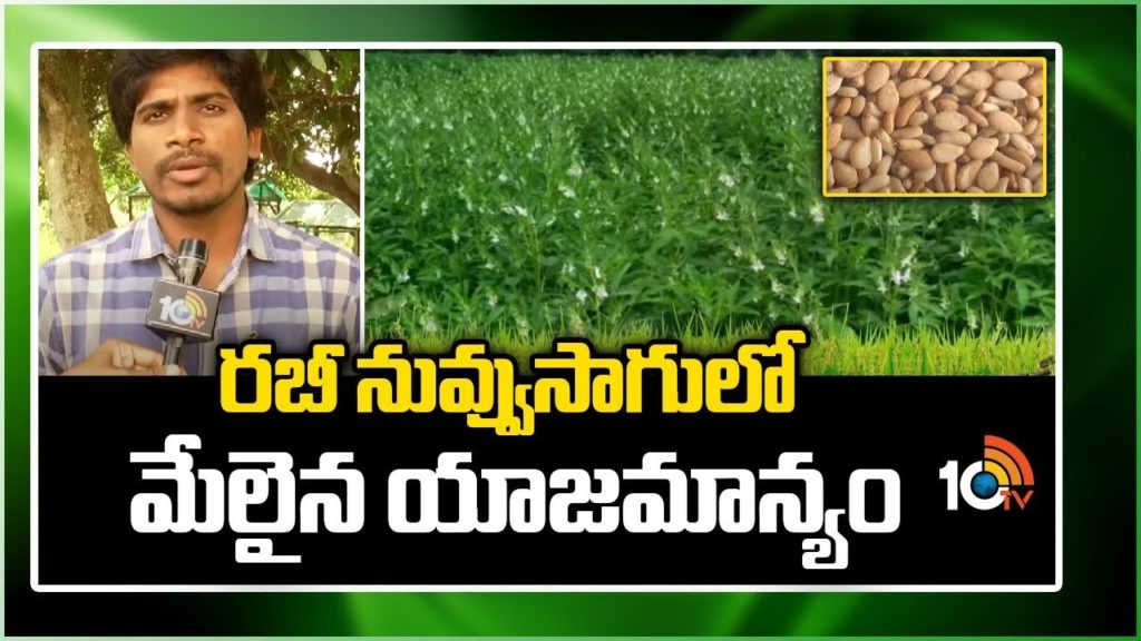 Rabi Sesamum Cultivation