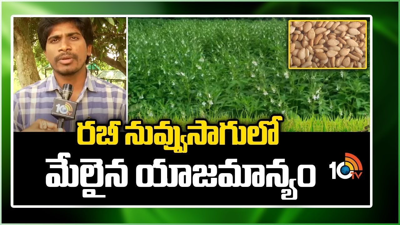 Rabi Sesame Cultivation : రబీ నువ్వుసాగులో మేలైన యాజమాన్యం Rabi Sesame Cultivation : రబీ నువ్వుసాగులో మేలైన యాజమాన్యం