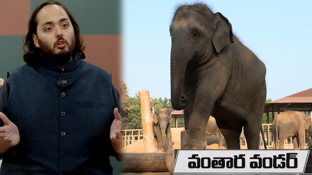 స్టార్ ఆఫ్ ది ఫారెస్ట్ పేరుతో అతిపెద్ద జూ ప్రారంభించిన రిలయన్స్ స్టార్ ఆఫ్ ది ఫారెస్ట్ పేరుతో అతిపెద్ద జూ ప్రారంభించిన రిలయన్స్