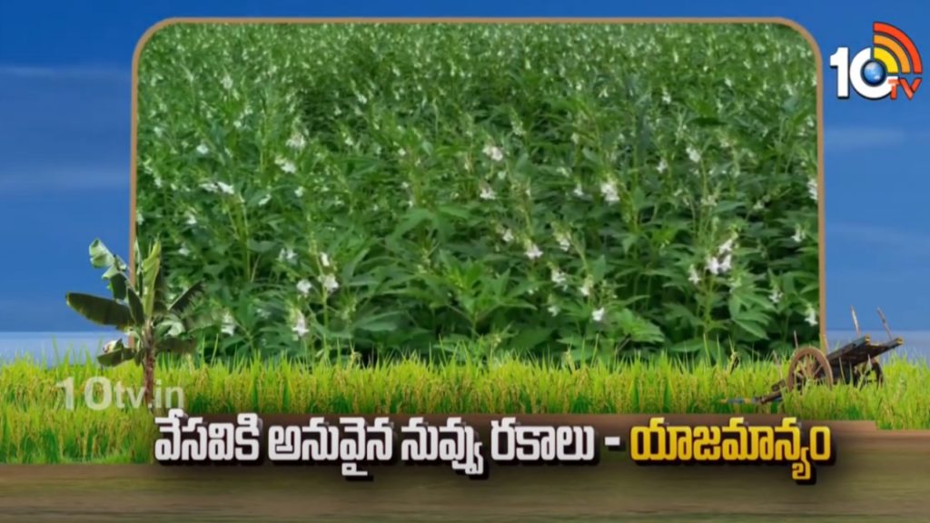 Sesame Cultivation Process