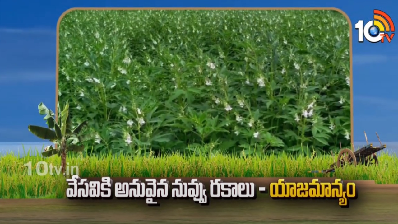Sesame Cultivation : వేసవికి అనువైన నువ్వు రకాలు – యాజమాన్యం Sesame Cultivation : వేసవికి అనువైన నువ్వు రకాలు – యాజమాన్యం