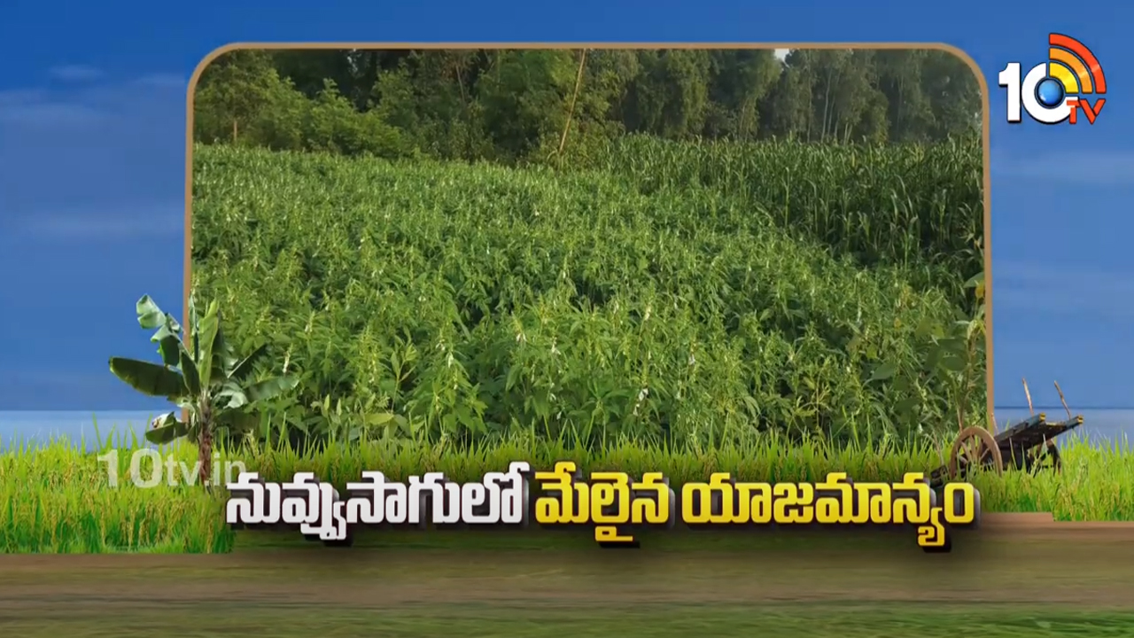 Sesame Cultivation : నువ్వుసాగులో మేలైన యాజమాన్యం Sesame Cultivation : నువ్వుసాగులో మేలైన యాజమాన్యం