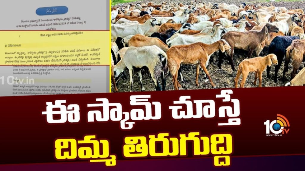 Sheep Distribution scheme