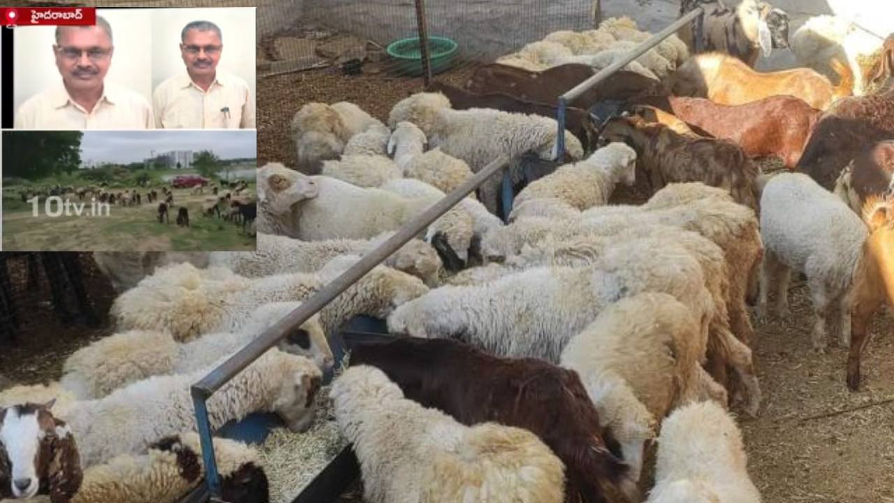 గొర్రెల స్కామ్ కేసులో మరో ఇద్దరిని నిందితులుగా చేర్చిన ఏసీబీ.. ఎవరెవరో తెలుసా? గొర్రెల స్కామ్ కేసులో మరో ఇద్దరిని నిందితులుగా చేర్చిన ఏసీబీ.. ఎవరెవరో తెలుసా?