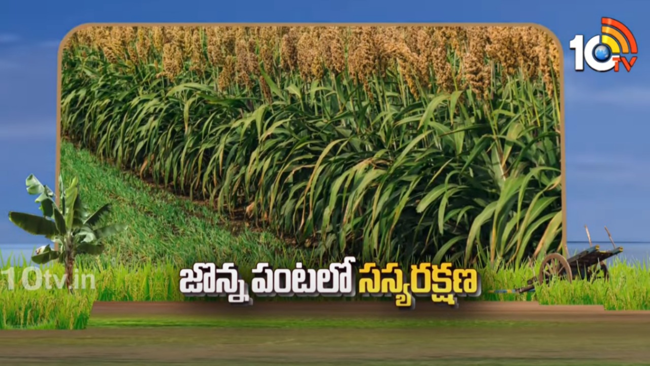 Sorghum Cultivation : జొన్న పంటలో సమగ్ర సస్యరక్షణ చర్యలు Sorghum Cultivation : జొన్న పంటలో సమగ్ర సస్యరక్షణ చర్యలు