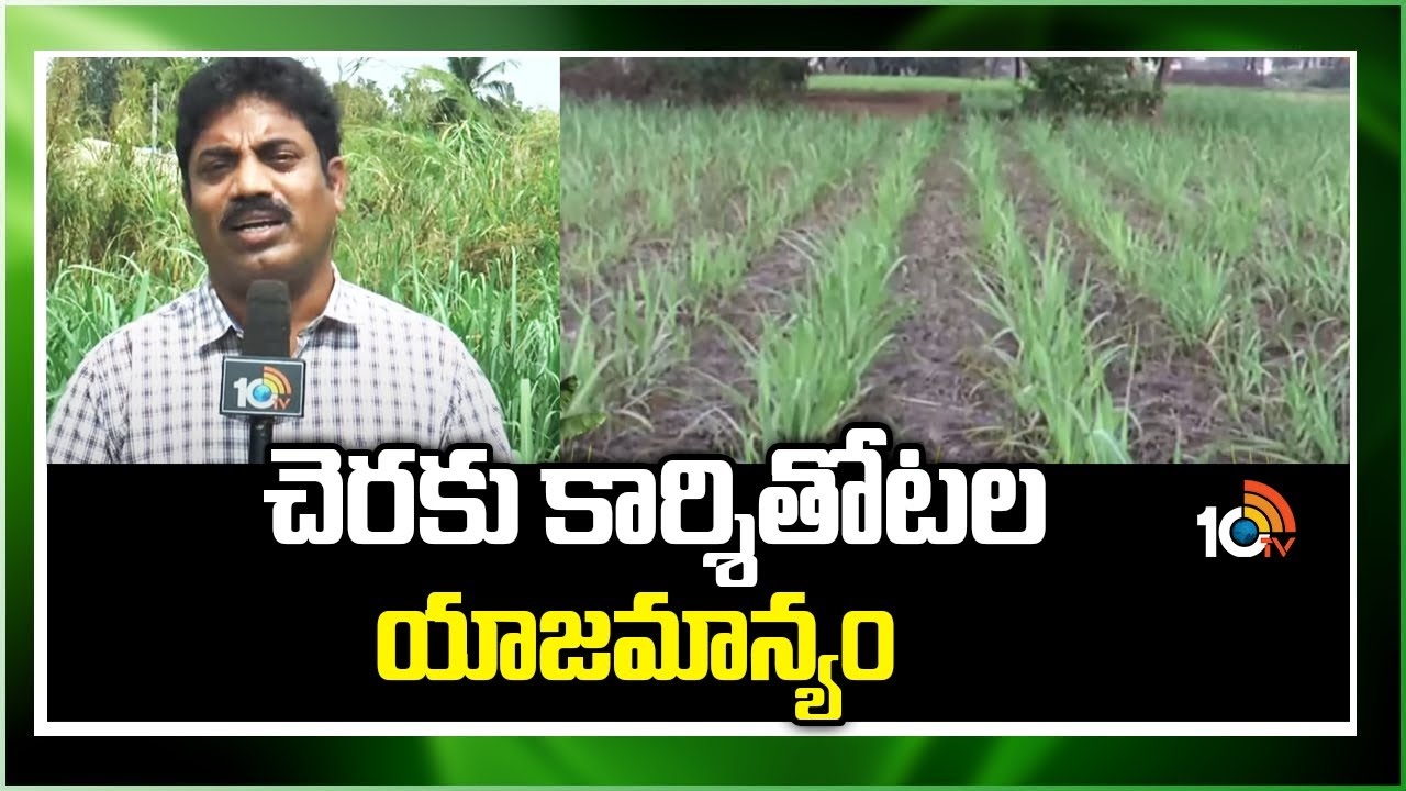 Sugarcane Cultivation : చెరకు కార్శితోటల యాజమాన్యం.. సాగుతో సమయం, పెట్టుబడి ఆదా Sugarcane Cultivation : చెరకు కార్శితోటల యాజమాన్యం.. సాగుతో సమయం, పెట్టుబడి ఆదా