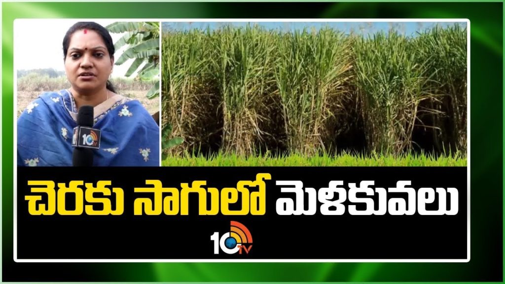 Sugarcane Cultivation