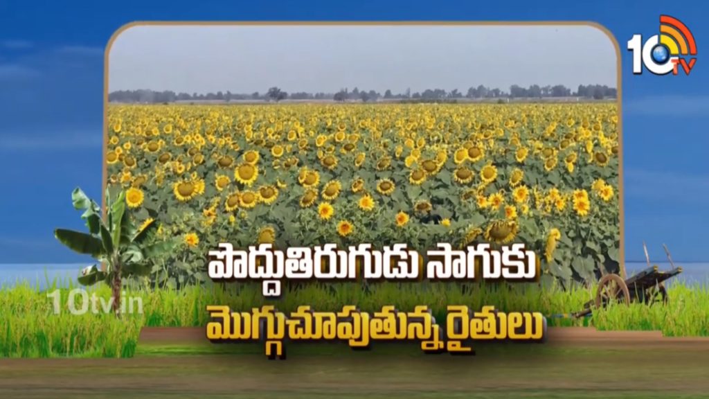 Sunflower Cultivation