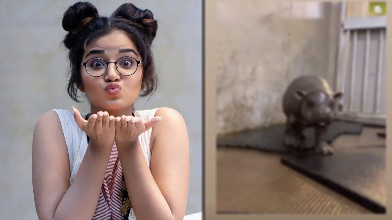 Anupama Parameswaran : ఆ జంతువుని బహుమతిగా ఇస్తే.. నేను మీ సొంతం అంటున్న అనుపమ.. Anupama Parameswaran : ఆ జంతువుని బహుమతిగా ఇస్తే.. నేను మీ సొంతం అంటున్న అనుపమ..