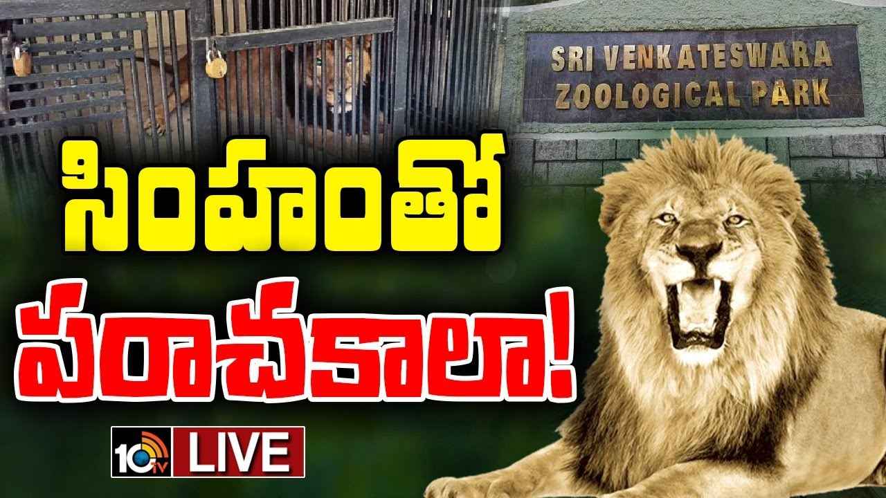తిరుపతి జూ పార్క్లో దారుణం.. సందర్శకుడిని చంపేసిన సింహం తిరుపతి జూ పార్క్లో దారుణం.. సందర్శకుడిని చంపేసిన సింహం