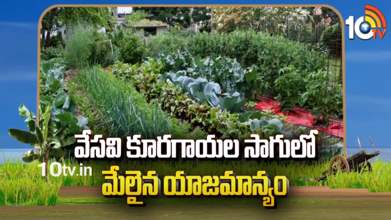 Vegetable Cultivation : వేసవి బీరసాగులో మేలైన యాజమాన్యం Vegetable Cultivation : వేసవి బీరసాగులో మేలైన యాజమాన్యం