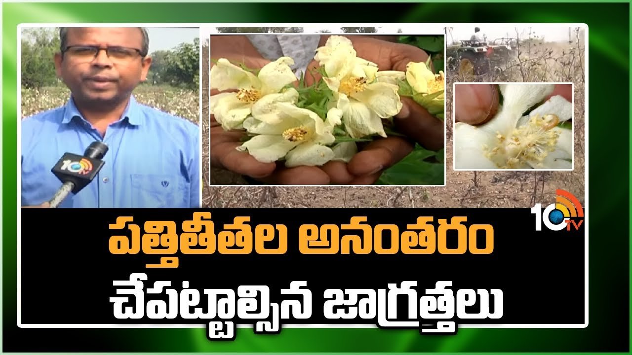 Cotton Farming : పత్తితీతల అనంతరం చేపట్టాల్సిన జాగ్రత్తలు Cotton Farming : పత్తితీతల అనంతరం చేపట్టాల్సిన జాగ్రత్తలు