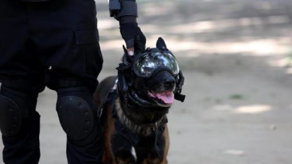 Labradors, Belgian Malinois