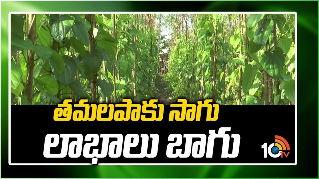 Betel Leaves Cultivation