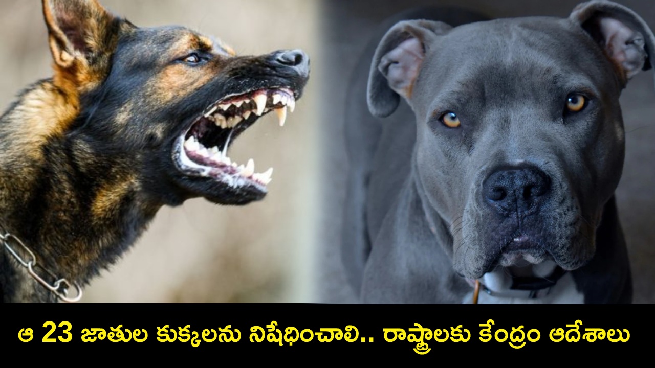 23 Breeds Ban Dogs : ఆ 23 జాతుల పెంపుడు కుక్కలపై నిషేధం.. రాష్ట్రాలకు కేంద్రం ఆదేశాలు 23 Breeds Ban Dogs : ఆ 23 జాతుల పెంపుడు కుక్కలపై నిషేధం.. రాష్ట్రాలకు కేంద్రం ఆదేశాలు