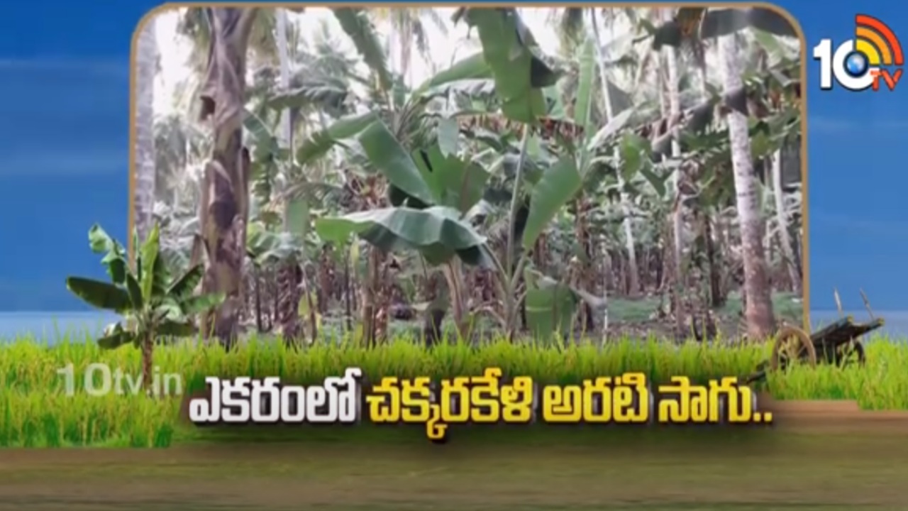 Chakkarakeli Banana : ఎకరంలో చక్కరకేళి అరటి సాగు Chakkarakeli Banana : ఎకరంలో చక్కరకేళి అరటి సాగు