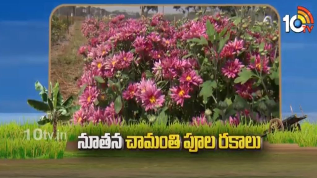 Chrysanthemum Varieties