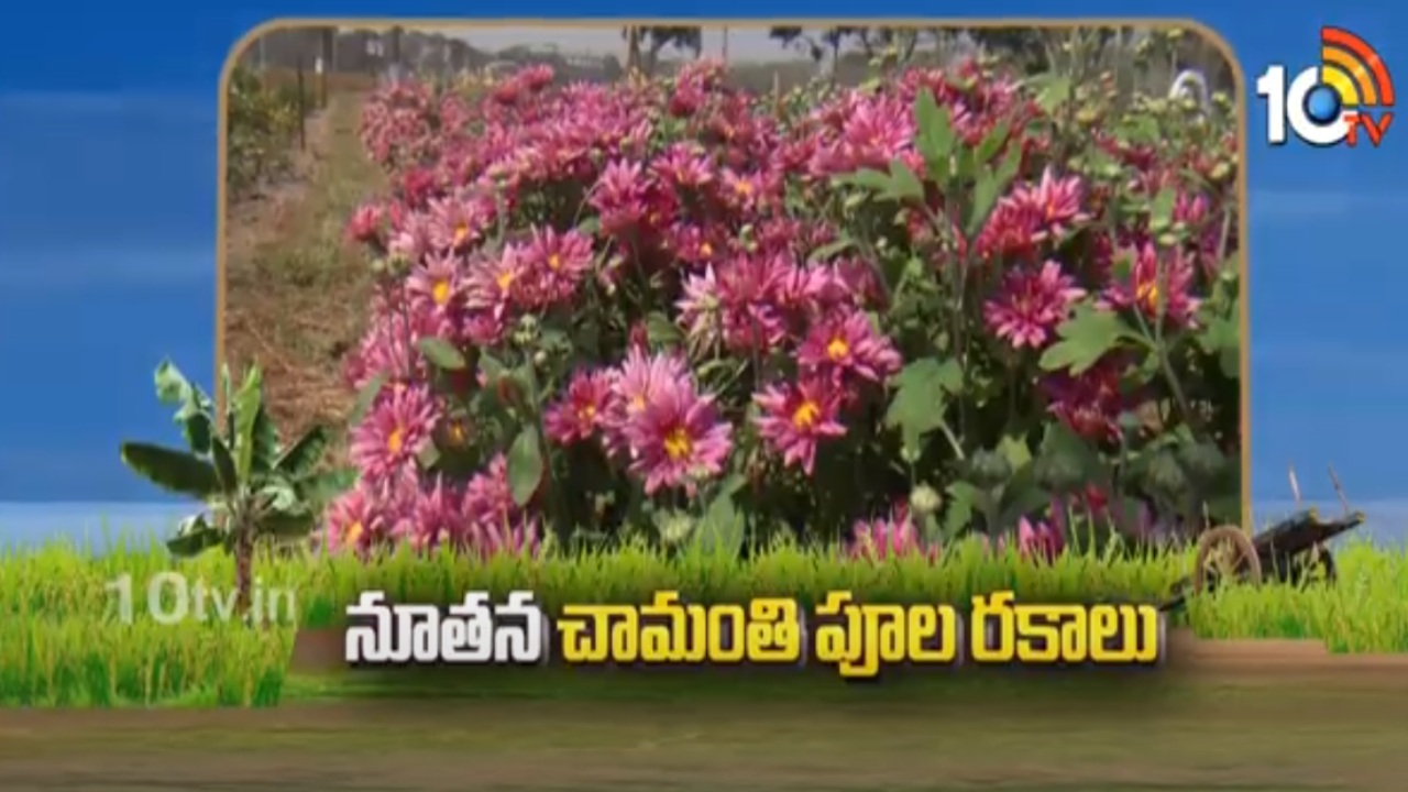 Chrysanthemum Varieties : ఏడాది పొడవునా పూలనిచ్చే చామంతి రకాలు Chrysanthemum Varieties : ఏడాది పొడవునా పూలనిచ్చే చామంతి రకాలు