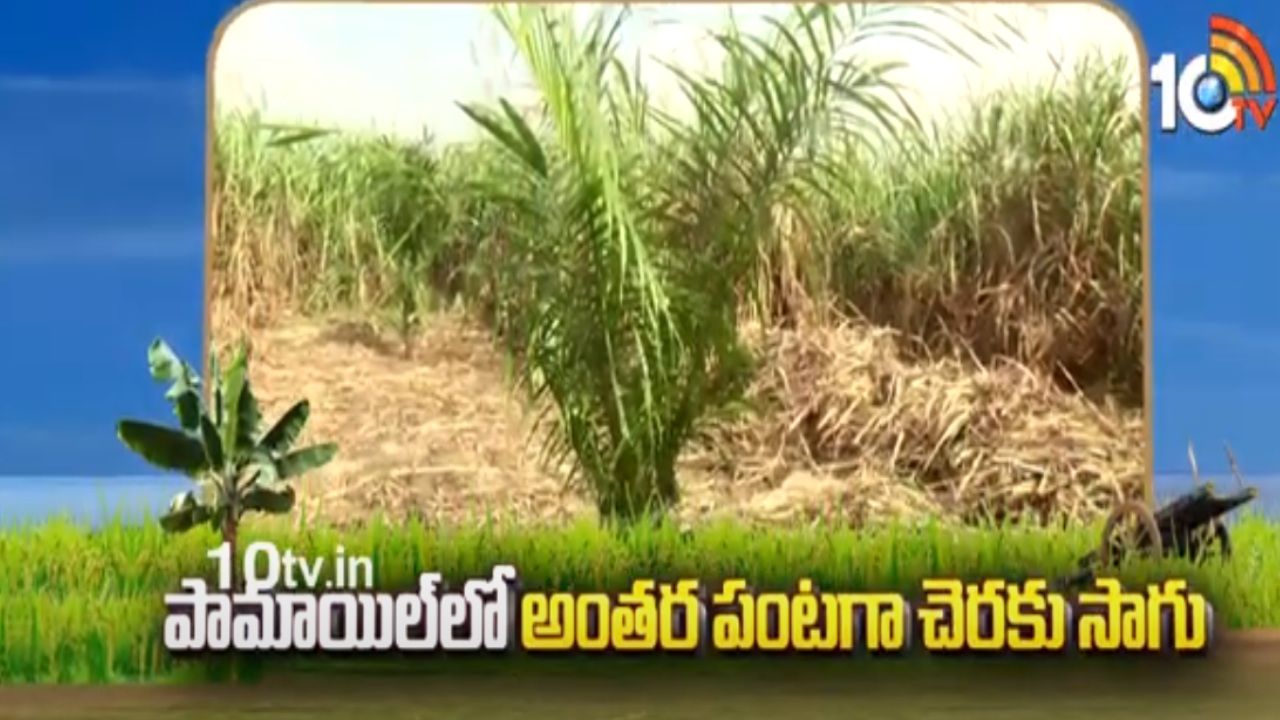 Intercrop Palm Oil : పామాయిల్లో అంతర పంటగా చెరుకు సాగు Intercrop Palm Oil : పామాయిల్లో అంతర పంటగా చెరుకు సాగు