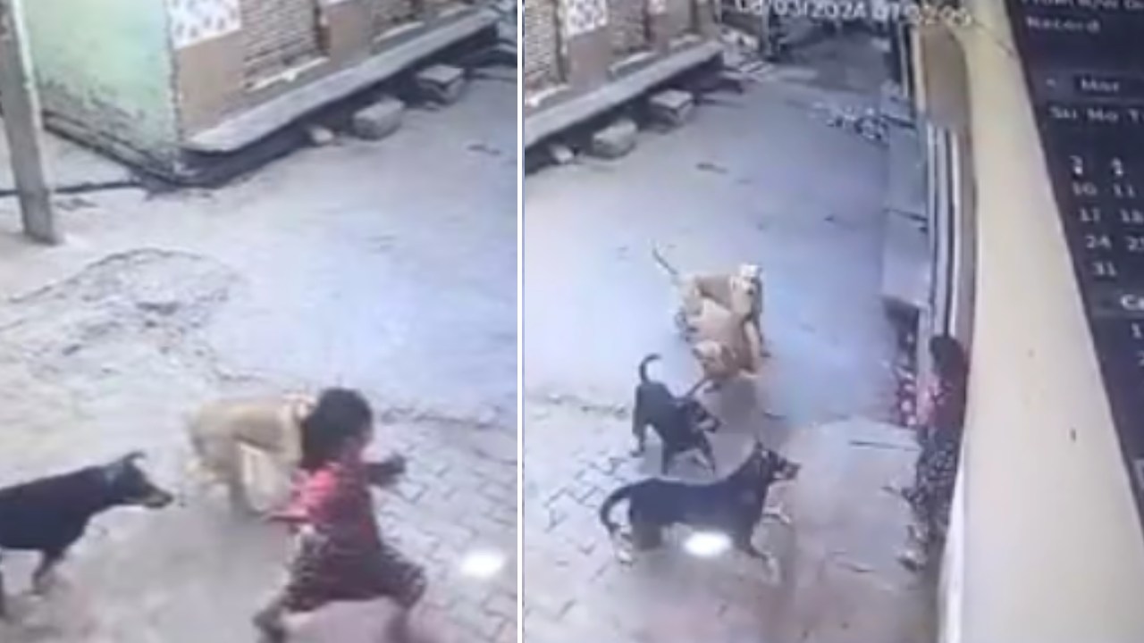 Dogs Attacked Girl : ఒళ్లు గగుర్పొడిచే వీడియో.. కుక్కల దాడినుంచి తృటిలో తప్పించుకున్న ఐదేళ్ల చిన్నారి Dogs Attacked Girl : ఒళ్లు గగుర్పొడిచే వీడియో.. కుక్కల దాడినుంచి తృటిలో తప్పించుకున్న ఐదేళ్ల చిన్నారి