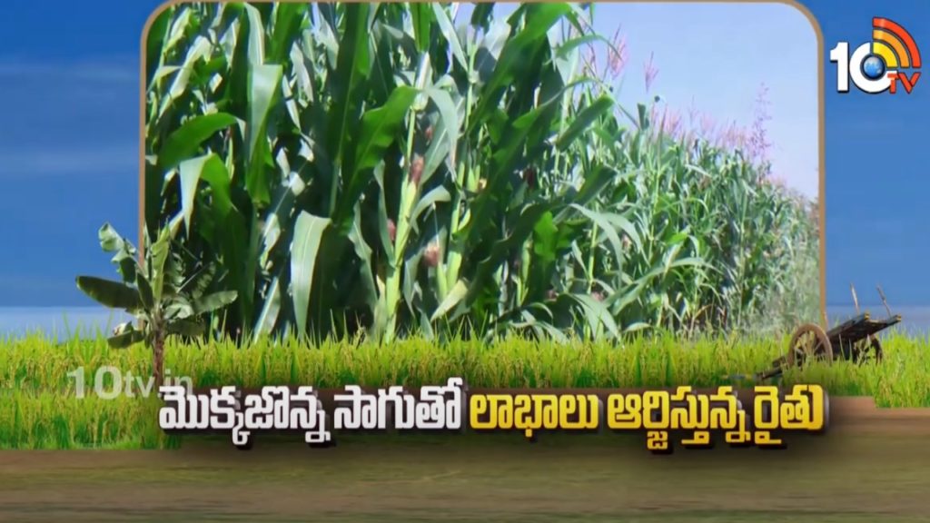Earn better profit from baby corn cultivation