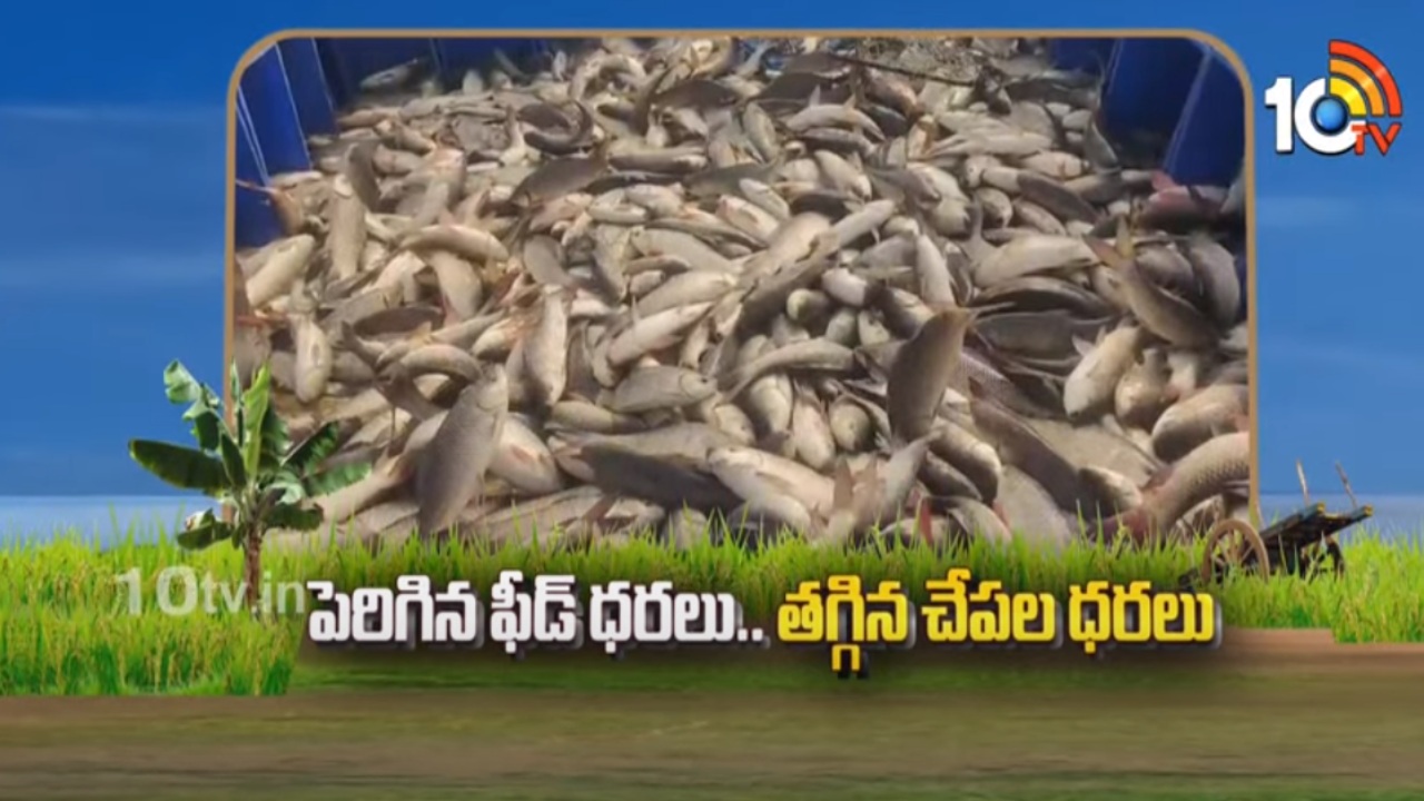 Fish Feed Prices : పెరిగిన ఫీడ్ ధరలు.. తగ్గిన చేపల ధరలు Fish Feed Prices : పెరిగిన ఫీడ్ ధరలు.. తగ్గిన చేపల ధరలు