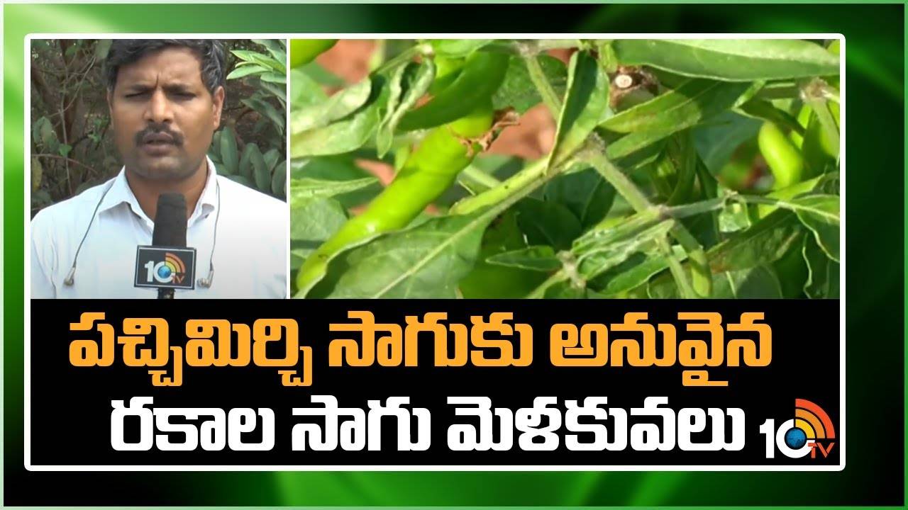 Green Chilli Cultivation : ఏడాది పొడవునా పచ్చిమిర్చి సాగు – మేలైన యాజమాన్యం పాటిస్తే అధిక దిగుబడులు Green Chilli Cultivation : ఏడాది పొడవునా పచ్చిమిర్చి సాగు – మేలైన యాజమాన్యం పాటిస్తే అధిక దిగుబడులు