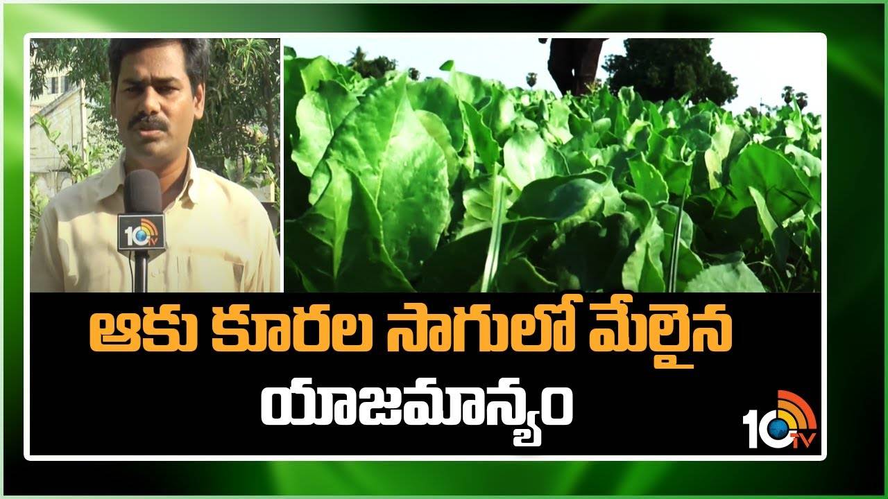Green Leafy Vegetables : ఆకు కూరల సాగులో మేలైన యాజమాన్యం.. వేసవిలో మంచి డిమాండ్! Green Leafy Vegetables : ఆకు కూరల సాగులో మేలైన యాజమాన్యం.. వేసవిలో మంచి డిమాండ్!