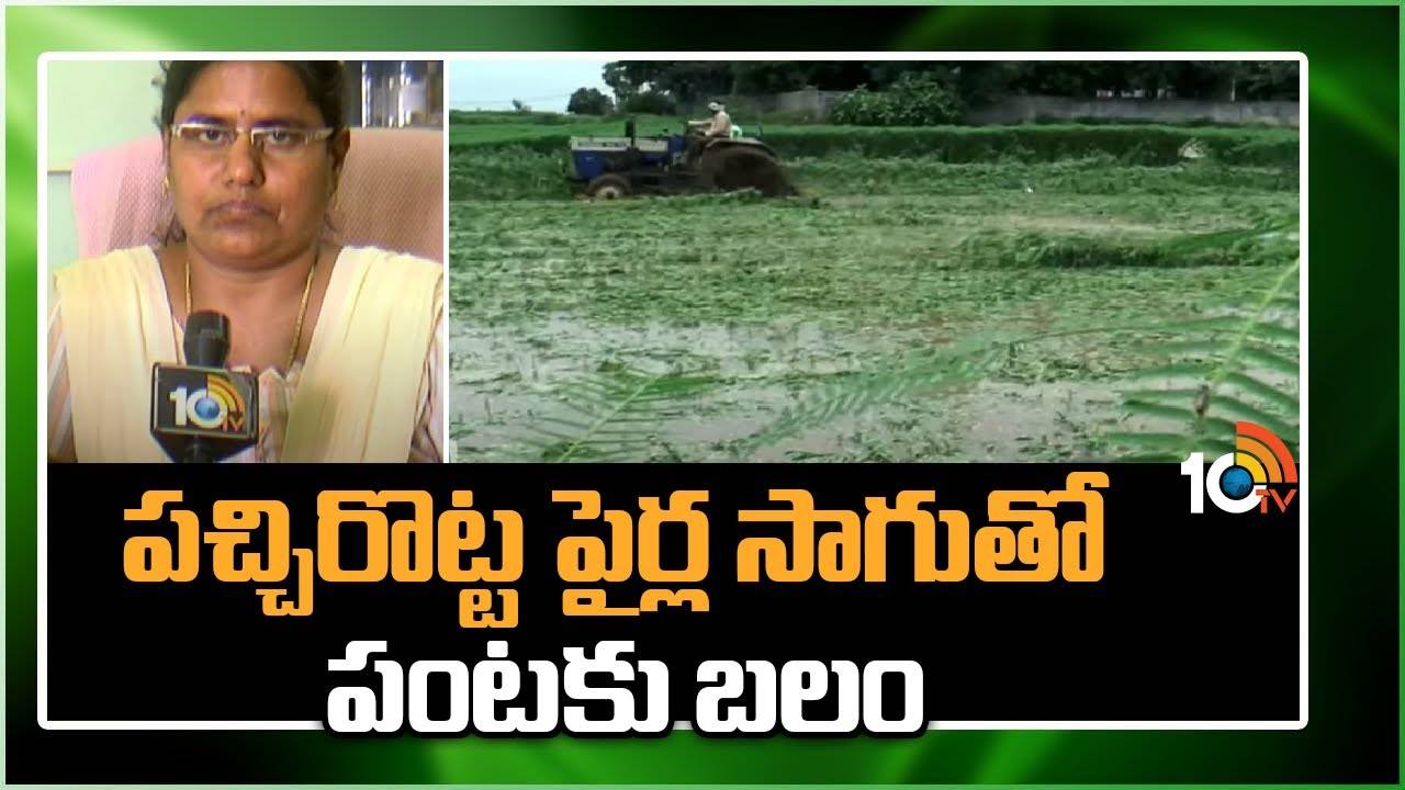Green Manure Cultivation : భూసారం పెరిగేందుకు దోహదపడుతున్న పచ్చిరోట్టపైర్లు.. Green Manure Cultivation : భూసారం పెరిగేందుకు దోహదపడుతున్న పచ్చిరోట్టపైర్లు..