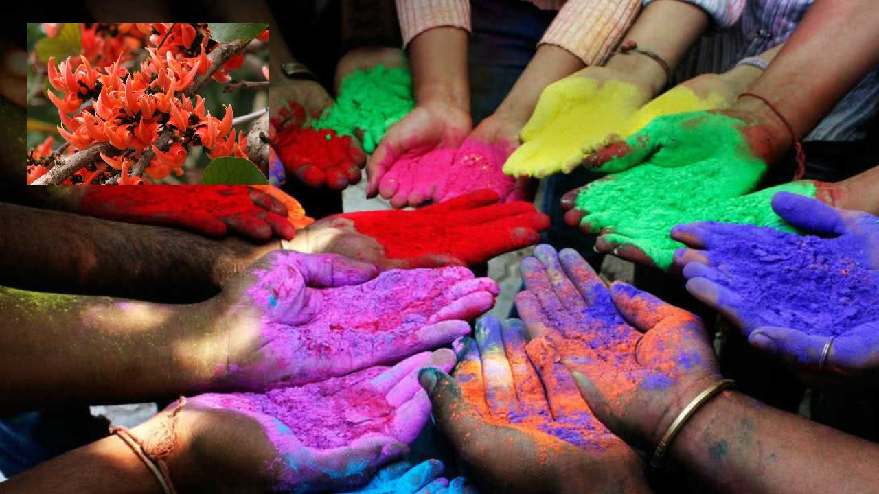 Holi 2024: ఈ పూలు అందంగా కనిపించడమే కాదు.. రంగుల తయారీలోనూ.. Holi 2024: ఈ పూలు అందంగా కనిపించడమే కాదు.. రంగుల తయారీలోనూ..