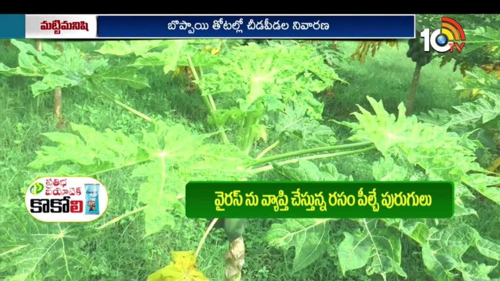 Integrated plant protection in papaya plantations