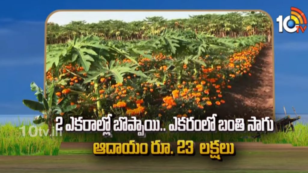 Inter cropping papaya with marigold Cultivation