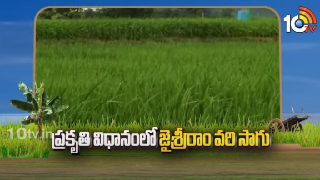 Jai Shri Ram Paddy Cultivation