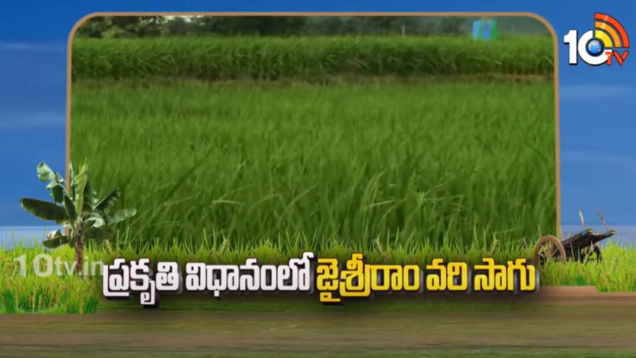 Paddy Cultivation : ప్రకృతి విధానంలో జైశ్రీరాం రకం వరి సాగు Paddy Cultivation : ప్రకృతి విధానంలో జైశ్రీరాం రకం వరి సాగు