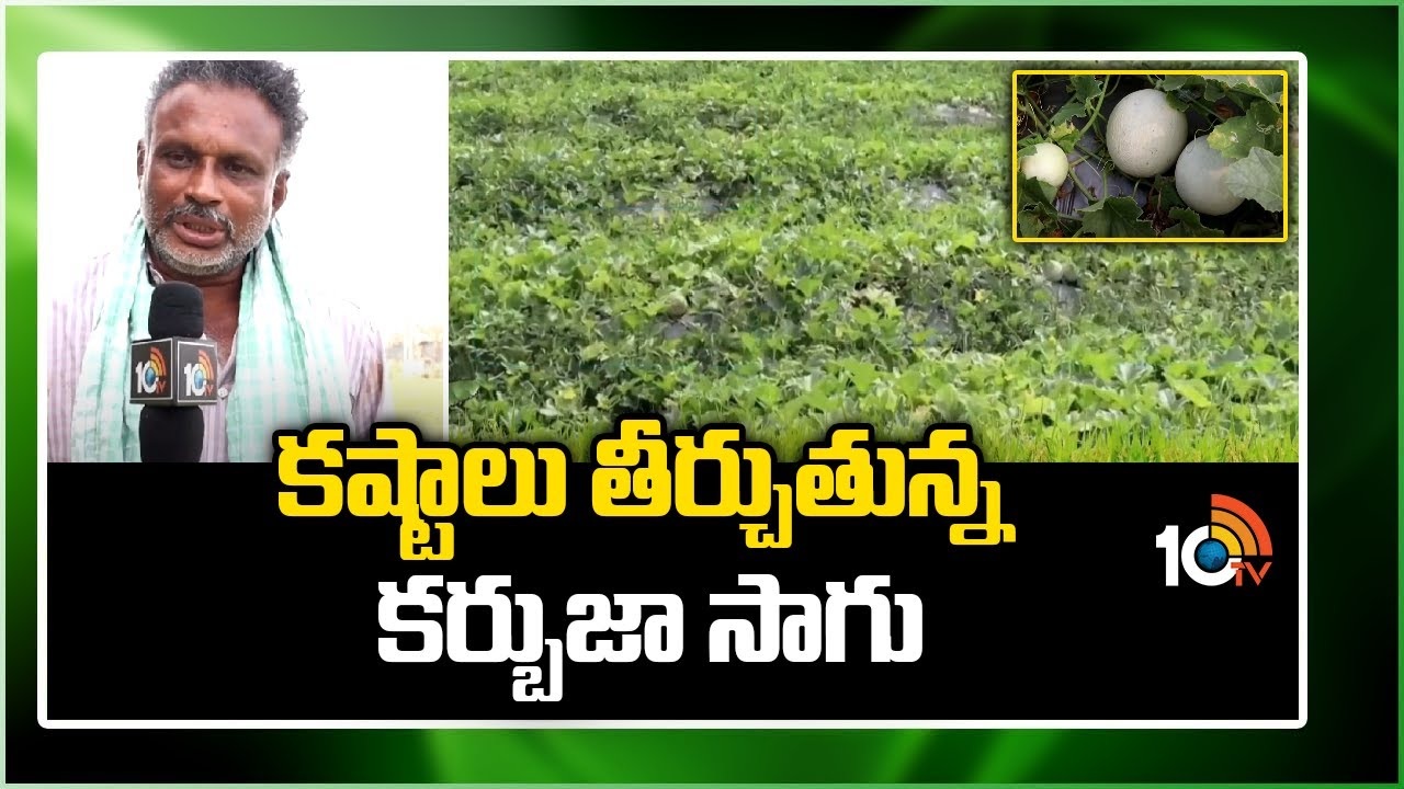 Kharbuja Cultivation : వేసవిలో మంచి డిమాండ్.. కష్టాలు తీర్చుతున్న కర్బుజా సాగు Kharbuja Cultivation : వేసవిలో మంచి డిమాండ్.. కష్టాలు తీర్చుతున్న కర్బుజా సాగు