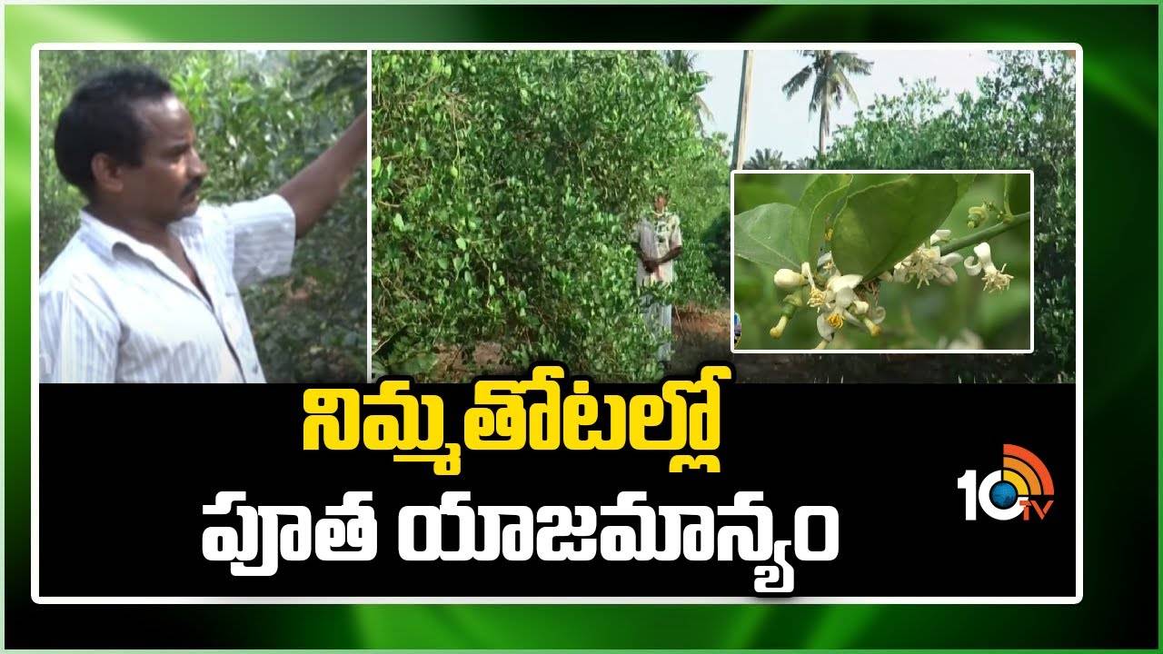 Lemon Cultivation : నిమ్మతోటల్లో పూత నియంత్రణ యాజమాన్యం – అధిక దిగుబడులకు మేలైన సూచనలు Lemon Cultivation : నిమ్మతోటల్లో పూత నియంత్రణ యాజమాన్యం – అధిక దిగుబడులకు మేలైన సూచనలు