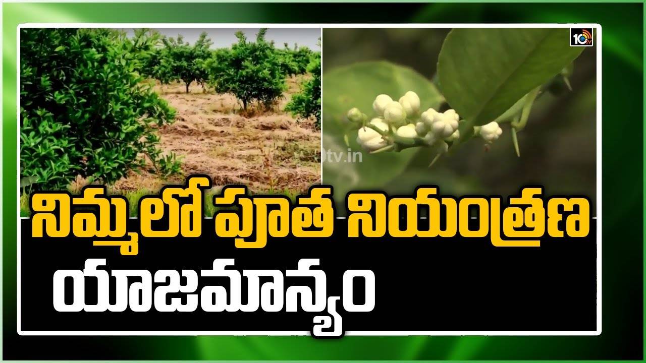 Lemon Farming : నిమ్మతోటల్లో పూత నియంత్రణ యాజమాన్యం – అధిక దిగుబడులకు మేలైన సూచనలు Lemon Farming : నిమ్మతోటల్లో పూత నియంత్రణ యాజమాన్యం – అధిక దిగుబడులకు మేలైన సూచనలు