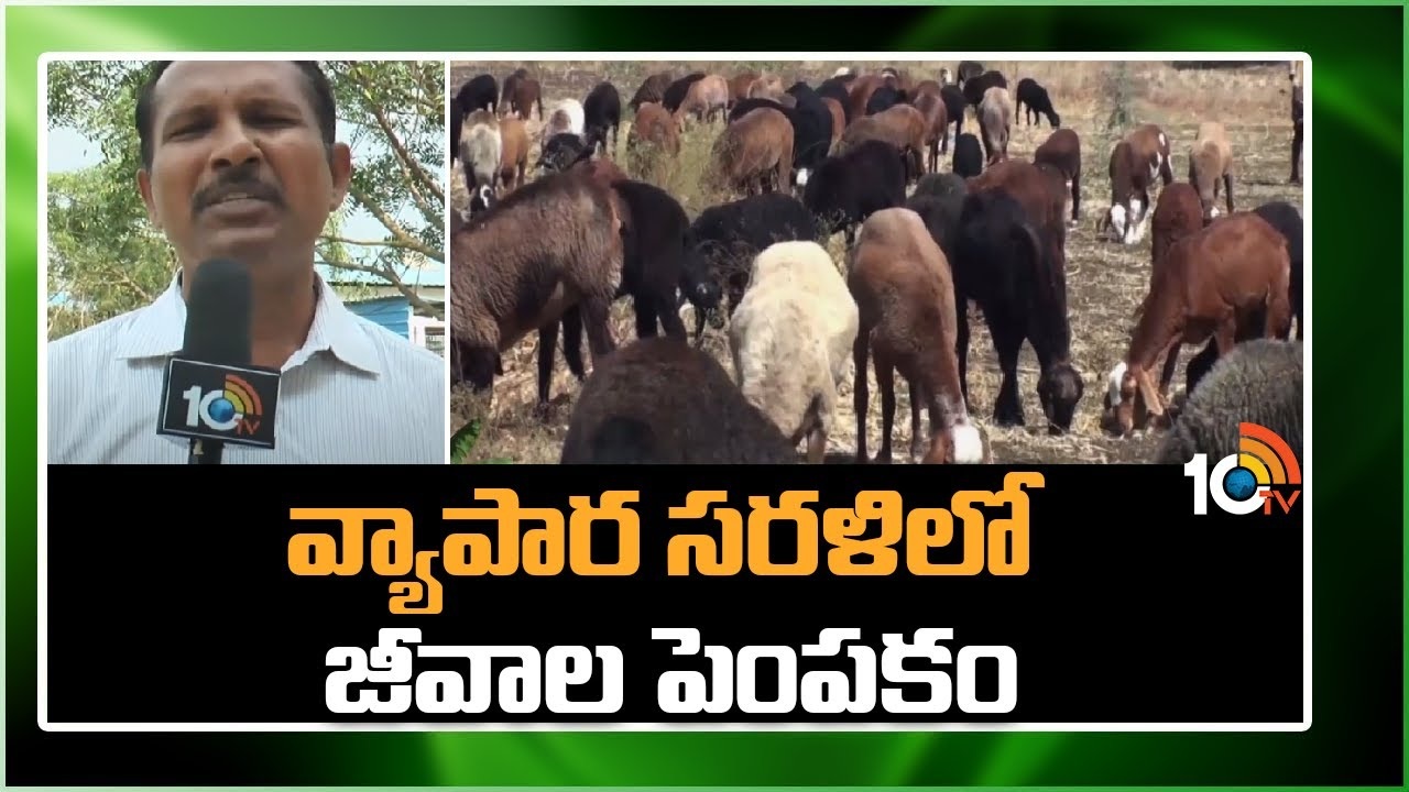Livestock Farming : మెరుగైన జీవానోపాధినిస్తున్న జీవాల పెంపకం Livestock Farming : మెరుగైన జీవానోపాధినిస్తున్న జీవాల పెంపకం