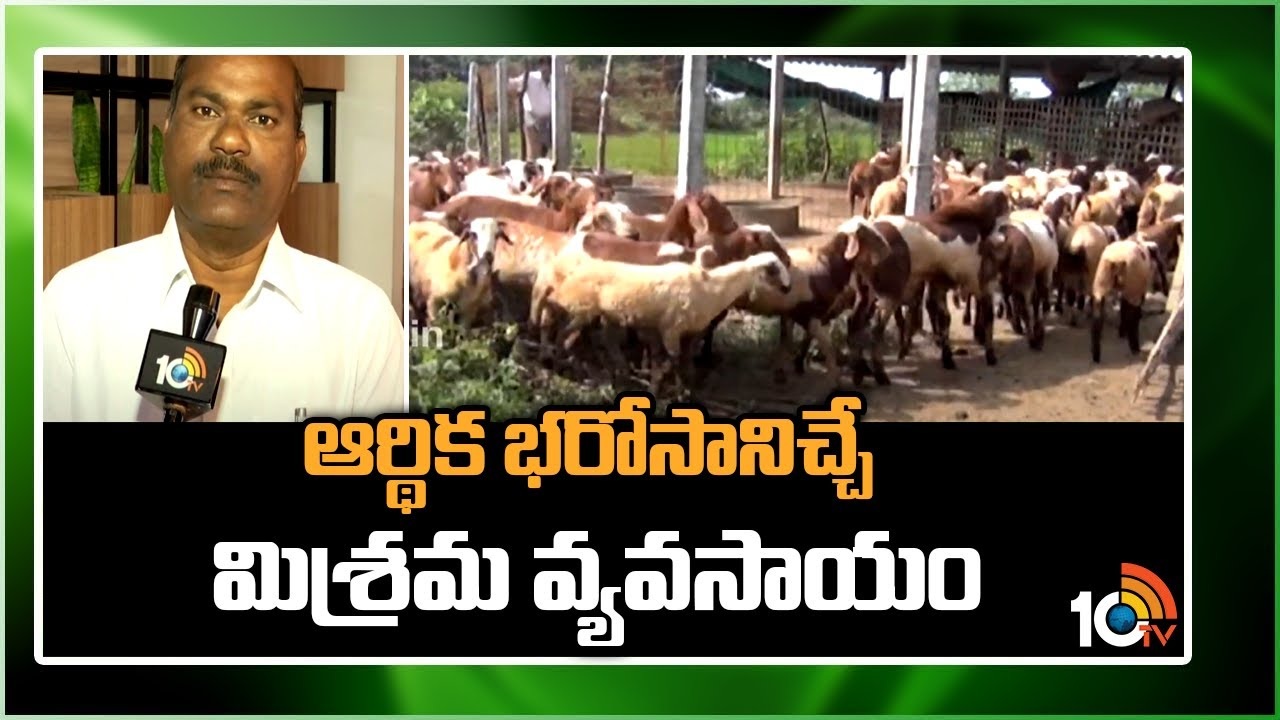 Mixed Farming : మిశ్రమ వ్యవసాయంతోనే స్థిరమైన ఆర్థిక వృద్ధి Mixed Farming : మిశ్రమ వ్యవసాయంతోనే స్థిరమైన ఆర్థిక వృద్ధి
