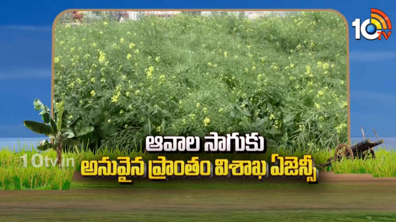 Mustard Cultivation : ఆవాల సాగుకు అనువైన ప్రాంతం విశాఖ ఏజెన్సీ Mustard Cultivation : ఆవాల సాగుకు అనువైన ప్రాంతం విశాఖ ఏజెన్సీ