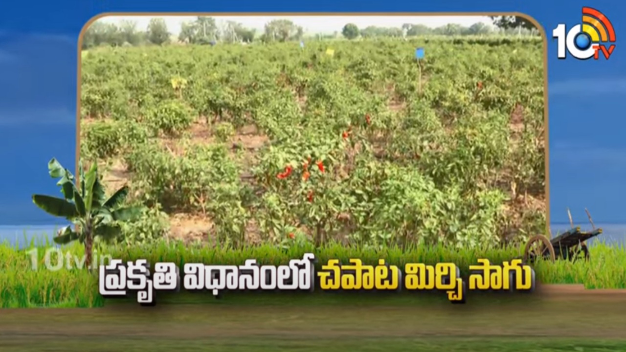 Chapata Mirchi Farming : ప్రకృతి విధానంలో చపాట మిర్చి సాగు Chapata Mirchi Farming : ప్రకృతి విధానంలో చపాట మిర్చి సాగు