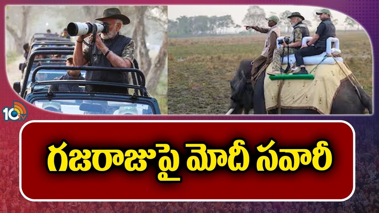 PM Modi Elephant Safari : అస్సాంలోని కజిరంగా నేషనల్ పార్కులో ఏనుగుపై ప్రధాని మోదీ సఫారీ.. వీడియో వైరల్ PM Modi Elephant Safari : అస్సాంలోని కజిరంగా నేషనల్ పార్కులో ఏనుగుపై ప్రధాని మోదీ సఫారీ.. వీడియో వైరల్