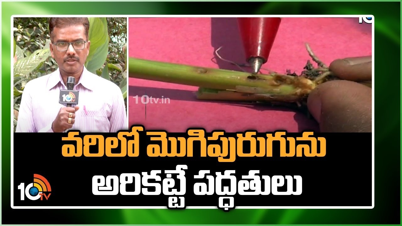 Paddy Stem Borer : వరిలో మొగిపురుగును అరికట్టే పద్ధతులు Paddy Stem Borer : వరిలో మొగిపురుగును అరికట్టే పద్ధతులు