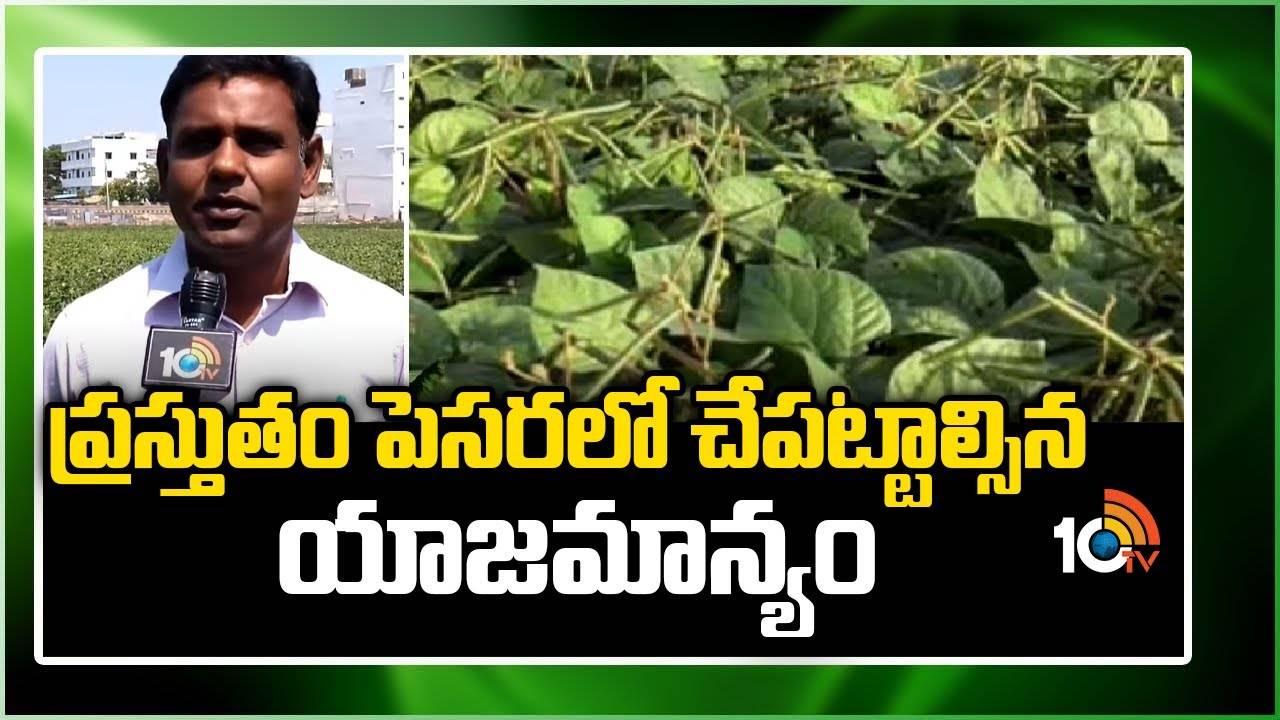 Pesara Farming : ప్రస్తుతం పెసరలో చేపట్టాల్సిన యాజమాన్యం Pesara Farming : ప్రస్తుతం పెసరలో చేపట్టాల్సిన యాజమాన్యం