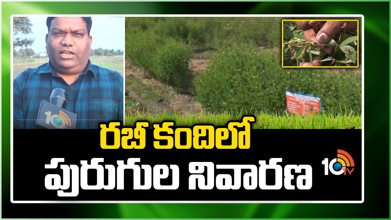 Pest Control in Kandi : రబీ కందిలో పురుగుల నివారణ Pest Control in Kandi : రబీ కందిలో పురుగుల నివారణ