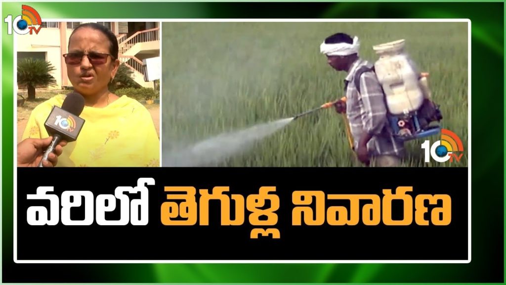 Prevention of Pests in Rice